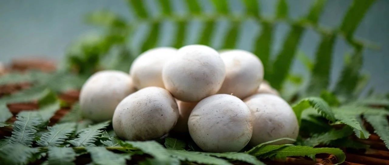 一顆白蘑菇年銷5億的“財富密碼”！江蘇裕灌9月亮相SIAL西雅展