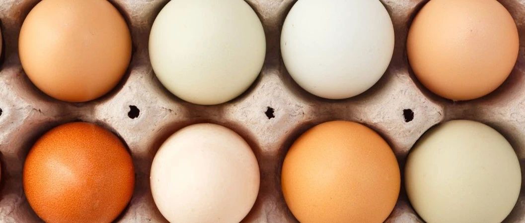 美國雞蛋有多貴？食品飲料品牌如何應對原料不確定性 | 英敏特洞察